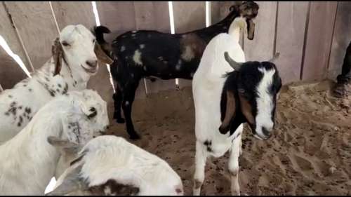 Sojat Goat — photo 2