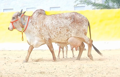 Gir Cow — photo 2
