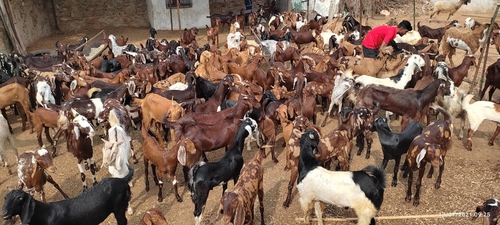 Sirohi Goat — photo 3