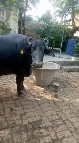 Kundhi Buffalo🐃
