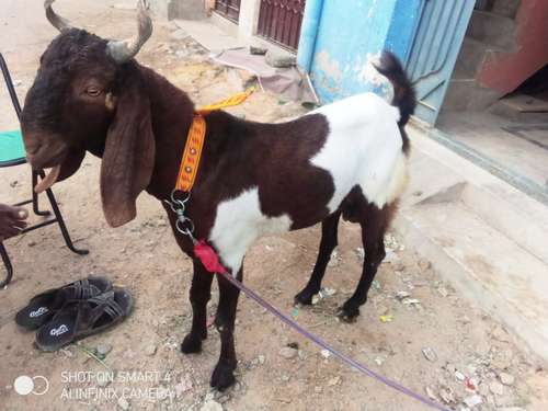 Panjabi Goat — photo 5