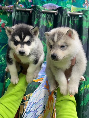Husky — photo 3