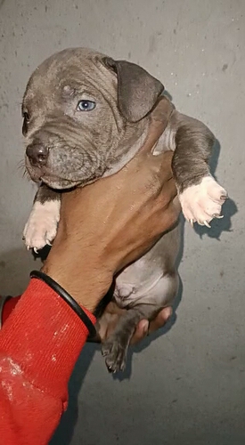 American bully dog male — photo 3