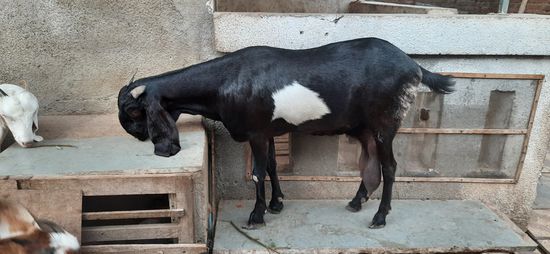 Female goat — photo 2