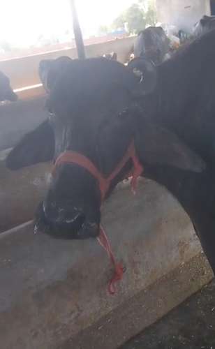 Male calf Buffalo