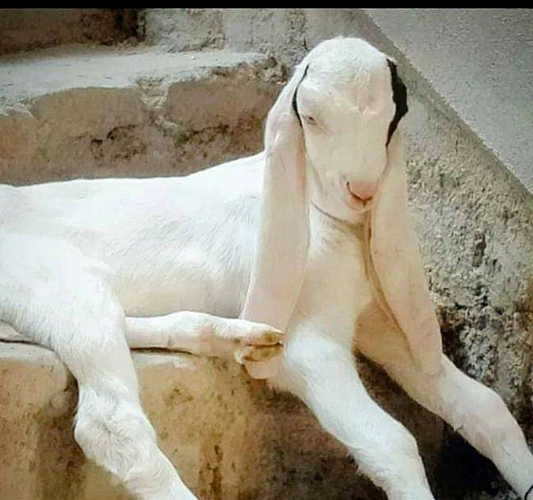 Goat farming — Goat for sale in Bherunda rajshtan , Ajmer , India