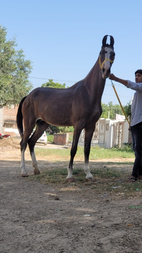 Marwari Mare — photo 4