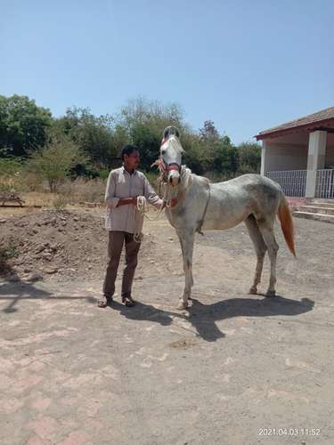 Marwadi  — photo 4