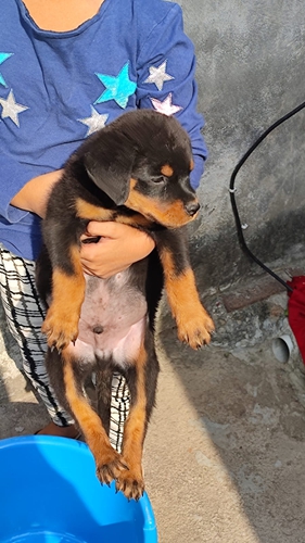 Rottweiler Puppy — photo 2