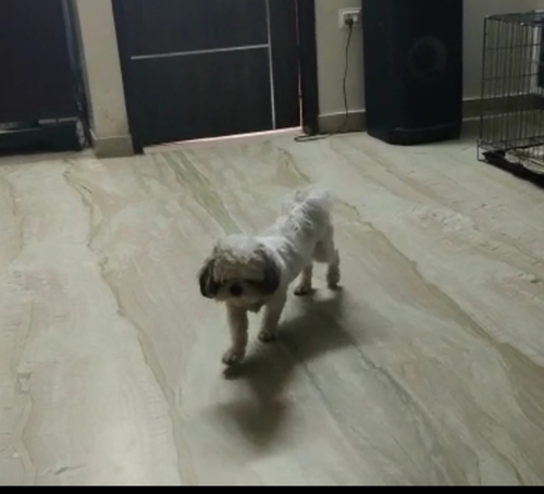 Shitzu Puppy