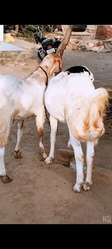 Ajmeri and Sirohi Goat