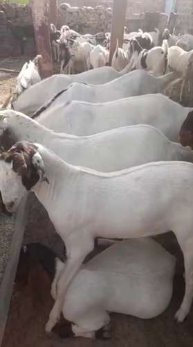 Sojat Goat — photo 2