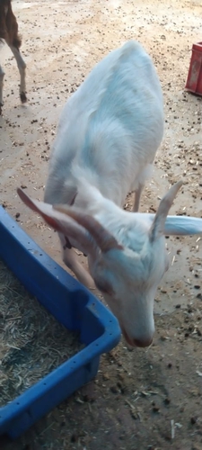 Barbari Goat — photo 3