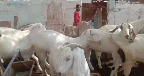Sojat Goat — photo 3