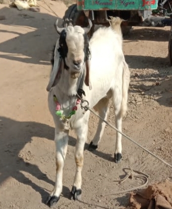Bristal Goat — photo 5