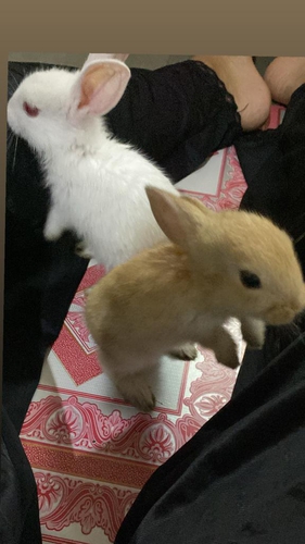 Rabbit — photo 2