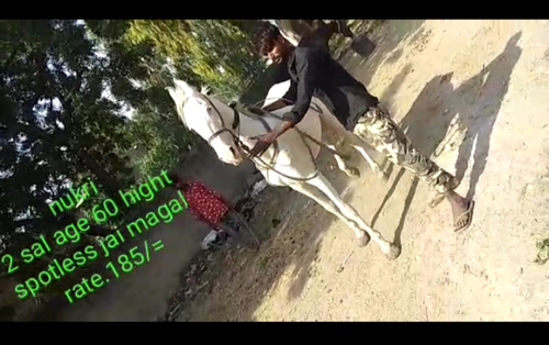 Nukri horse — photo 2