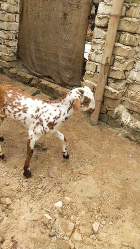 Barbari pure breed Goat — photo 3