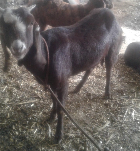 Sirohi Goat — photo 6