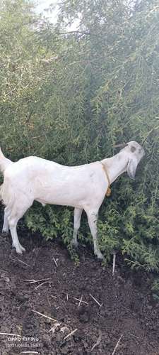 Barbari Goat — photo 4