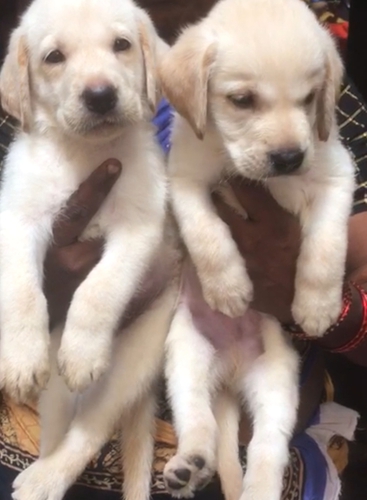 Lab Male Puppy