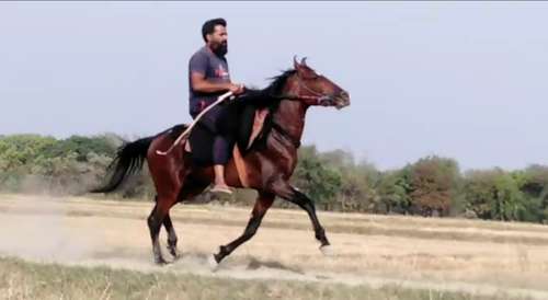 Pure Sindhi Horse — photo 3