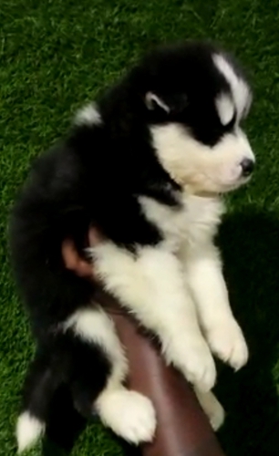 Husky Puppy — photo 3