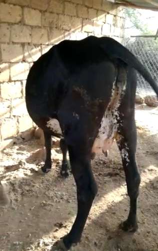 Jarsi (HF) Cow — photo 3