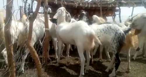 Sojat Goat