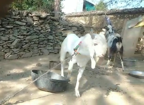 Goat — Goat, Rajasthan, India