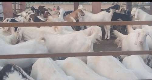 Sojat  Male Goat — photo 3