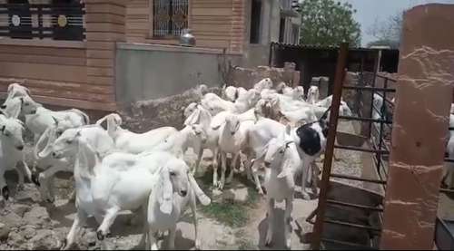 Sojat Goat