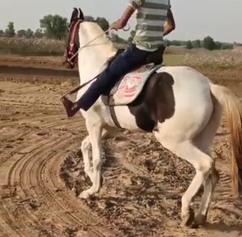 Marwari Horse