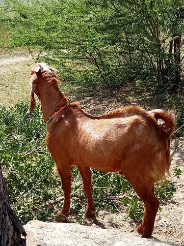 Sirohi Goat — photo 3