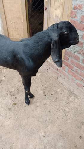 Beetal  Black Goat — photo 3