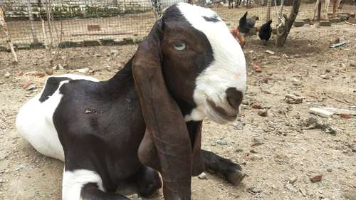 Unique Totapuri Goat white Eyes