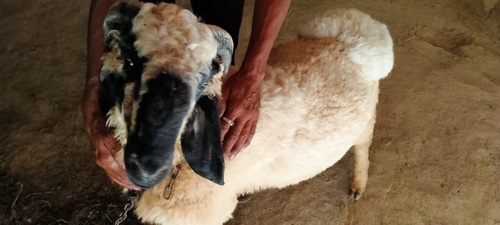 Sheep (bhed) — photo 4