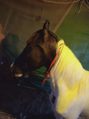 Marwadi Horse 🐎 — photo 3