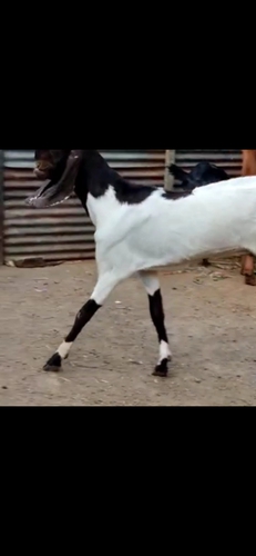 Desi Goat  — photo 4