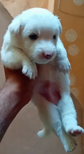 Lab gsd pomeriyan Puppies