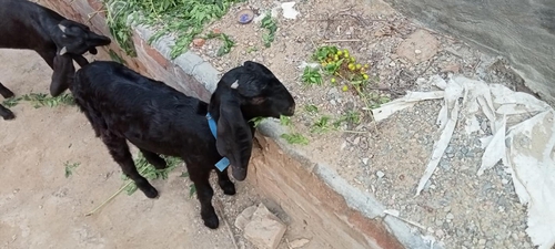 Black bengal goat — photo 3
