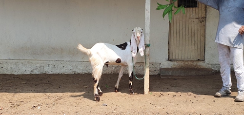 Pure Sojat Goat — photo 2