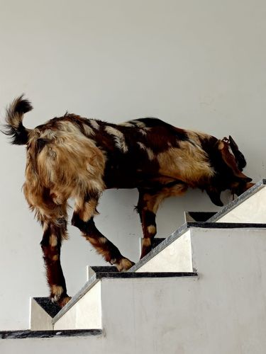 Bakra bhechna hai 48 kg — photo 2