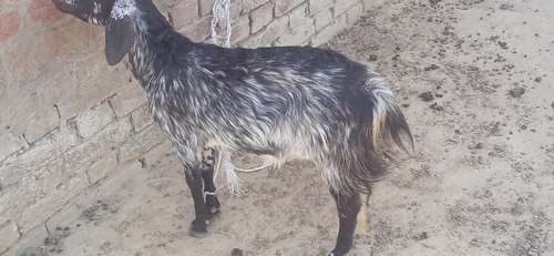 Desi goat female — photo 3