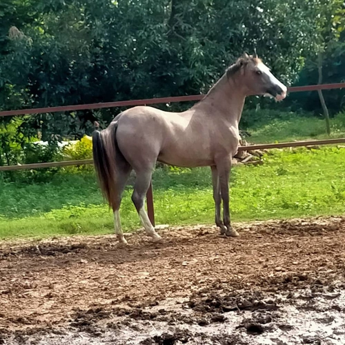 Banaskantha bloodline Mare — photo 6