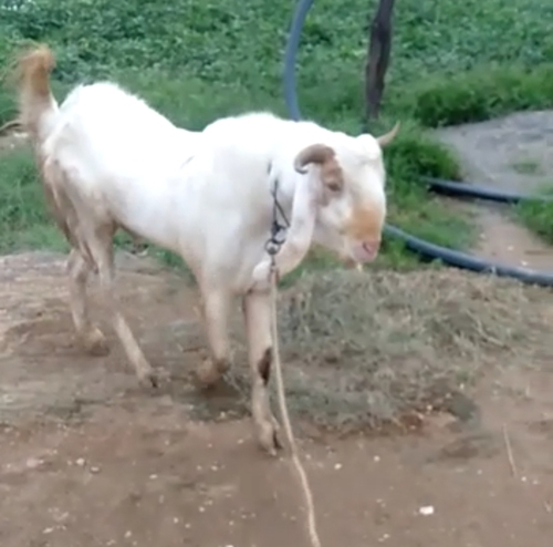 Kota Goat — photo 5