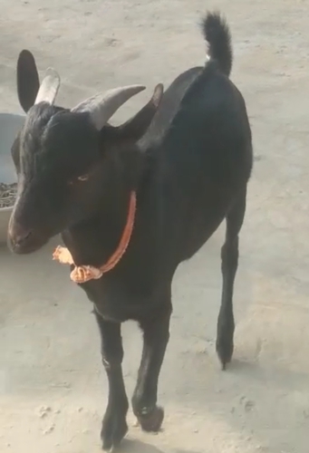 Barbra Goat — Goat for sale in Ganganagar, India