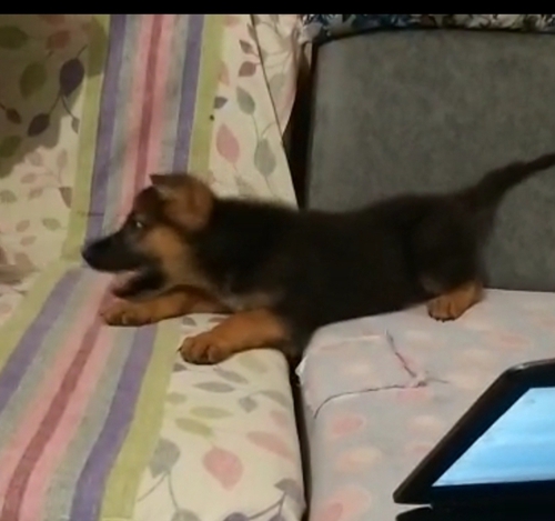 German shepherd Puppy