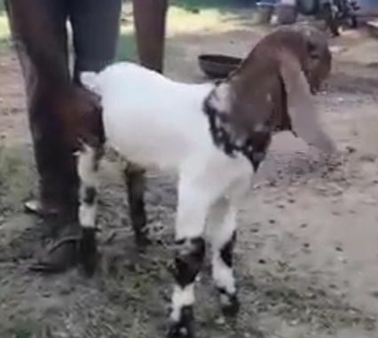 Totapuri Goat — photo 2