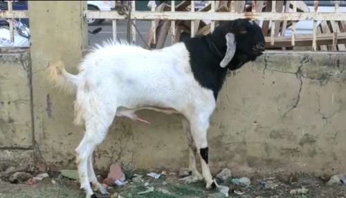Goat — photo 4